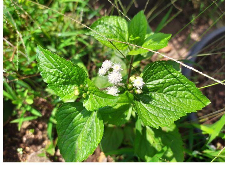 Bebadotan-rumput-liar-sering-dianggap-gulma-tapi-punya-manfaat-dan-khasiat-tinggi.jpg