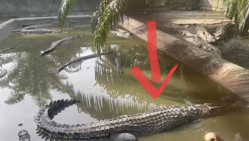 Buaya-Taka-buaya-jantang-hidup-di-penangkaran-buaya-Desa-Babana-Kabupaten-Mamuju.jpg