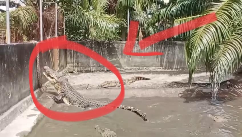 Buaya-Taka-saat-diberi-pakan-di-penangkaran-Desa-Babana-Kecamatan-Budong-budong.jpg
