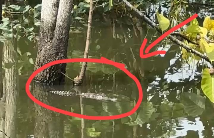 Buaya-muncul-di-rawa-rawa-samping-SD-Inpres-Ngapaboa-Desa-Topoyo-Kecamatan-Topoyo.jpg