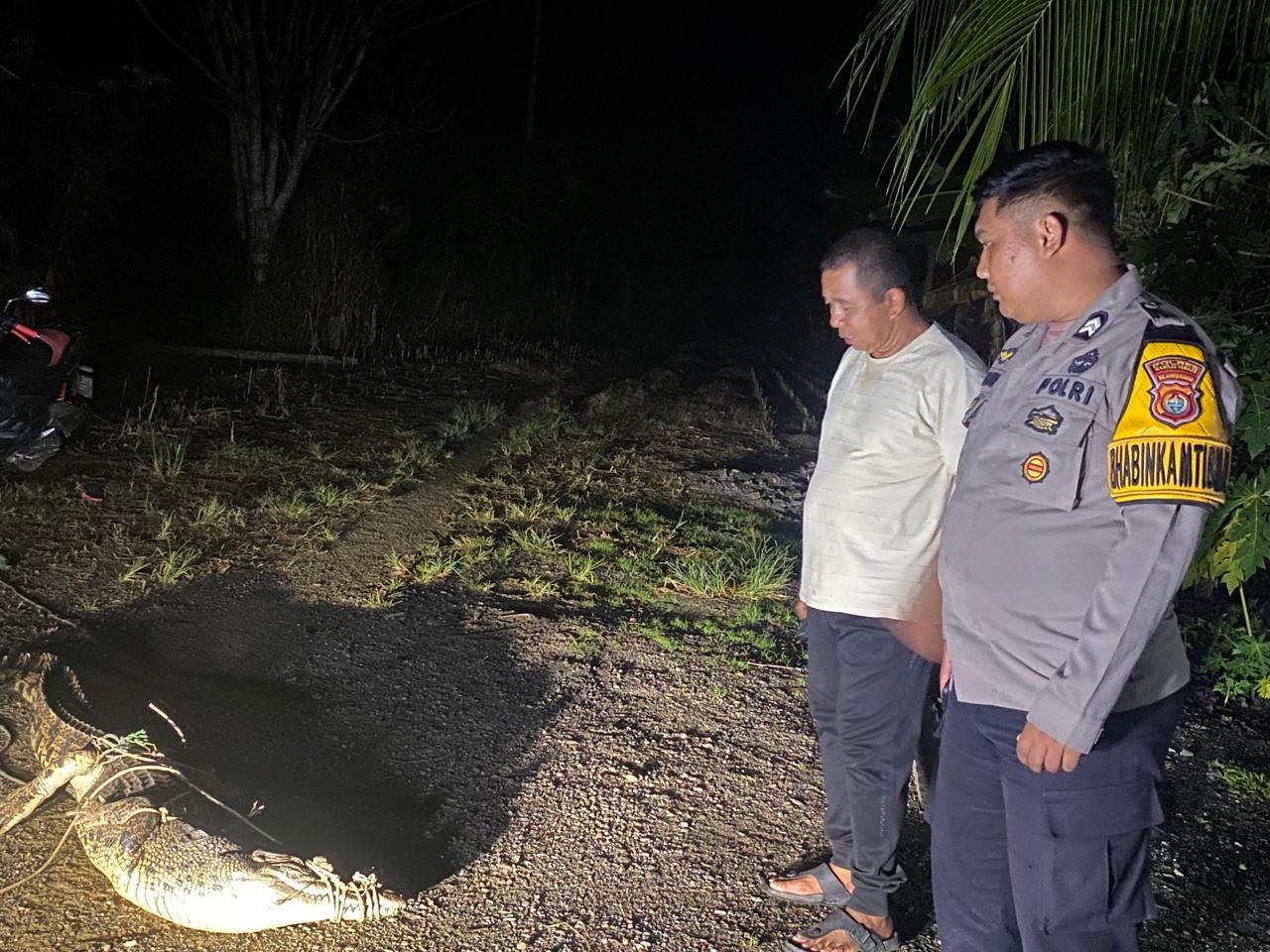 Warga Topoyo Dihebohkan Penemuan Buaya Sepanjang 2 Meter di Depan Rumah Warga
