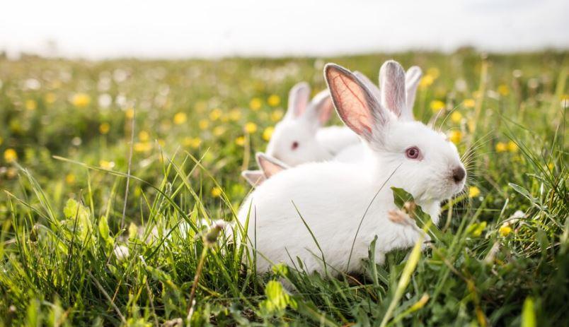 Shio Selasa 13 Januari 2026, Waspada Dinamika Pekerjaan, Intip Peruntungan Tikus dan Kelinci