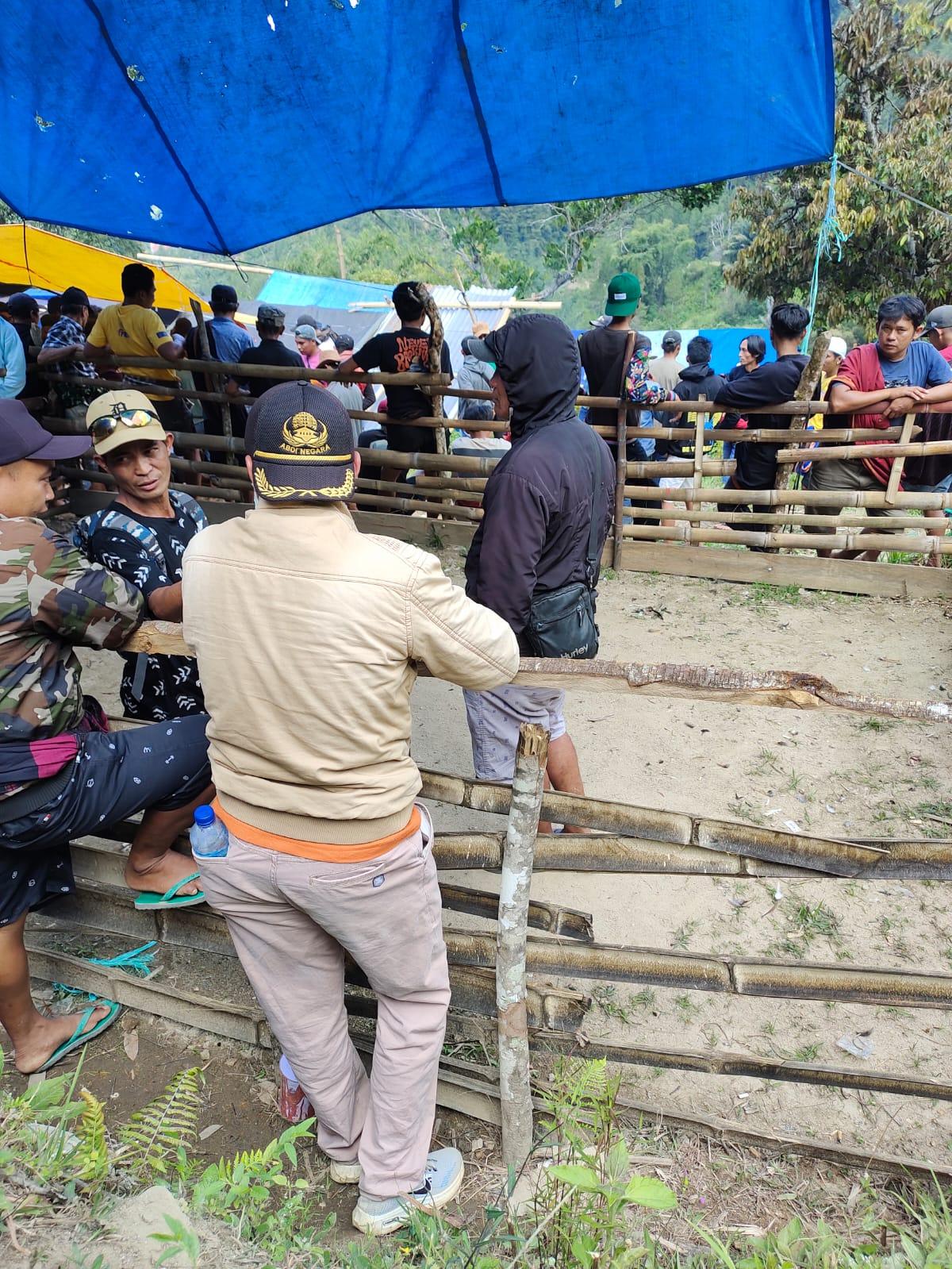 Polisi Benarkan Ada Judi Sabung Ayam di Kecamatan Pana Mamasa