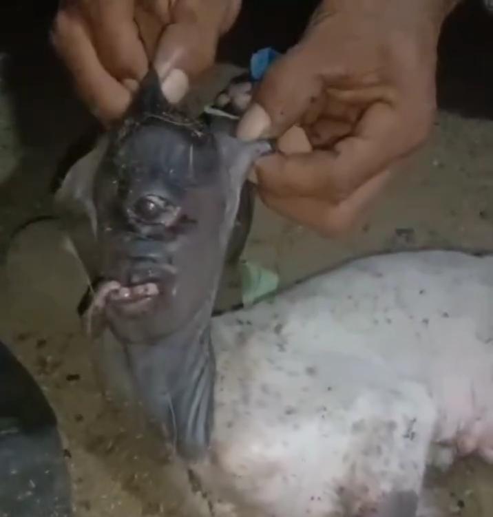 Bikin Geger Warga, Kambing di Polman Lahir dengan Mata Satu, Disebut Mirip Dajjal - Tribun-sulbar.com
