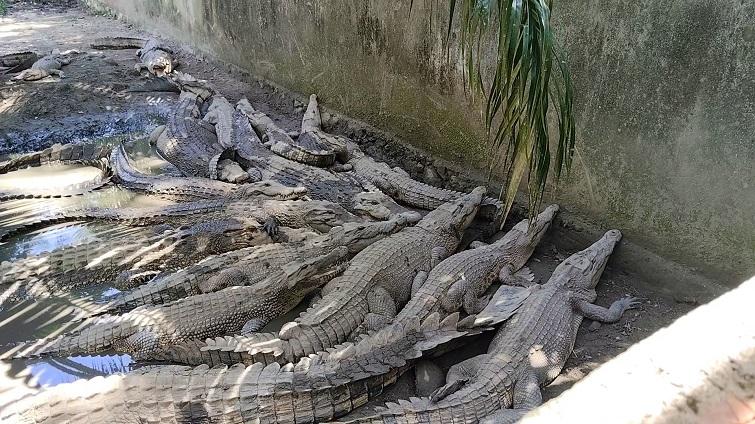 Kondisi-kolam-penangkaran-buaya-yang-me.jpg