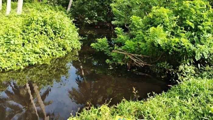 WALHI Sulbar Minta Investigasi Pencemaran Limbah PT Palma di Sungai Baras Pasangkayu