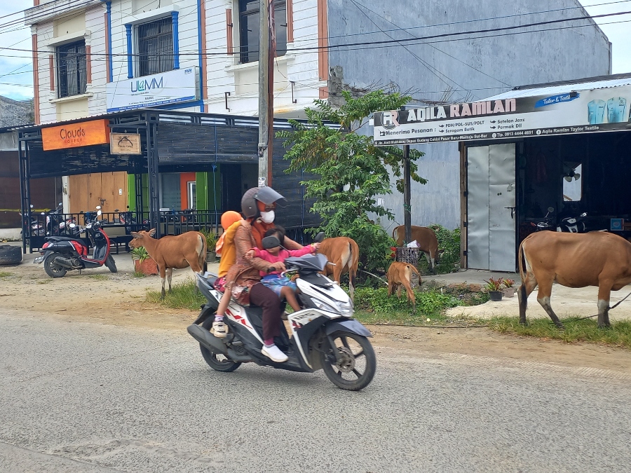 Lima-ekor-sapi-membongkar-sampah-di-depan-kios-warga-di-Jl-Andi-Makkasau-Kelurahan-Karema.jpg