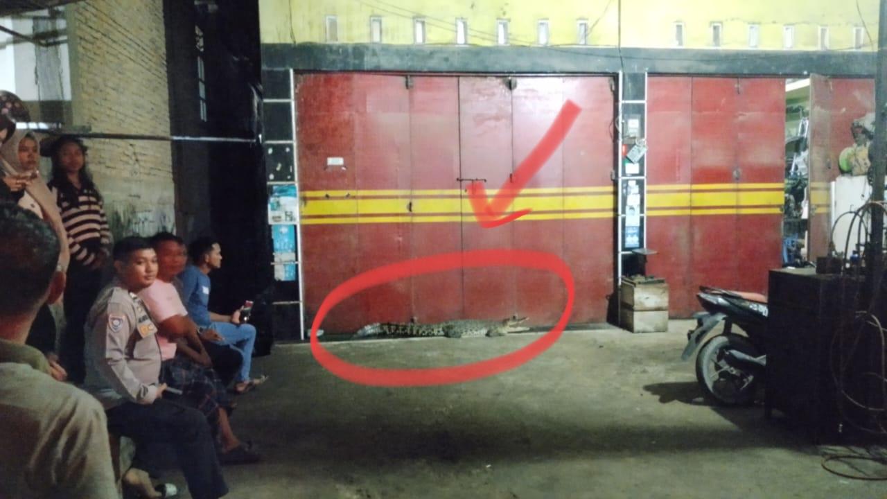 Pawang-saat-mengevakuasi-buaya-yang-muncul-di-pemukiman-warga-Desa-Topoyo.jpg