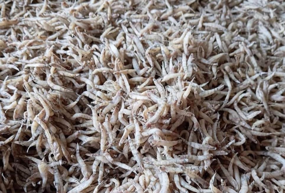 Harga Penja Kering di Pasar Topoyo Mamuju Tengah Rp 35 Per Kilo