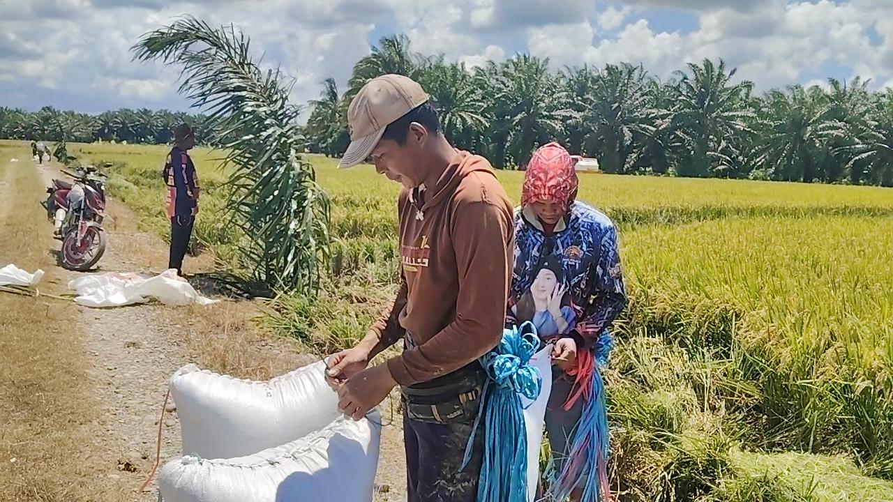 Petani-di-mateng-keluhkan-harga.jpg