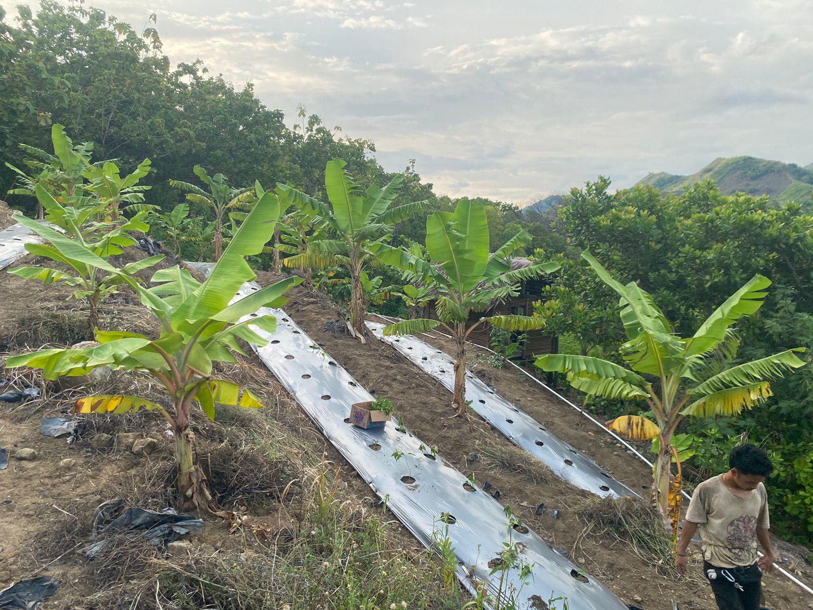 Petani di Majene Dapat Bantuan 1.000 Bibit Pisang Loka Pere, Alsintan Hingga Pupuk dari Hadji Kalla