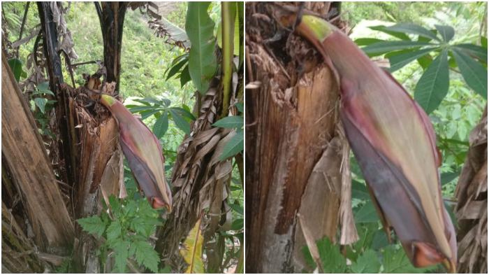Pohon-pisang-unik-di-kebun-milik-Junus-warga-Desa-Saluahok.jpg
