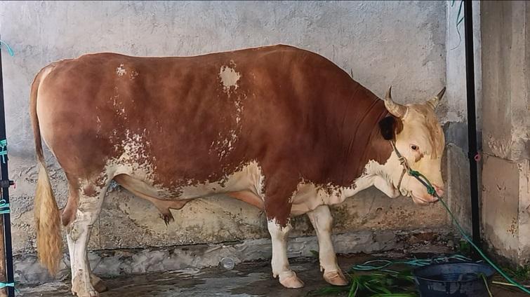 Sapi-kurban-Presiden-Prabowo-yang-diberi.jpg