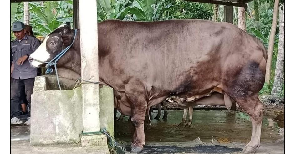 Sapi-kurban-prabowo-di-Sulbar.jpg