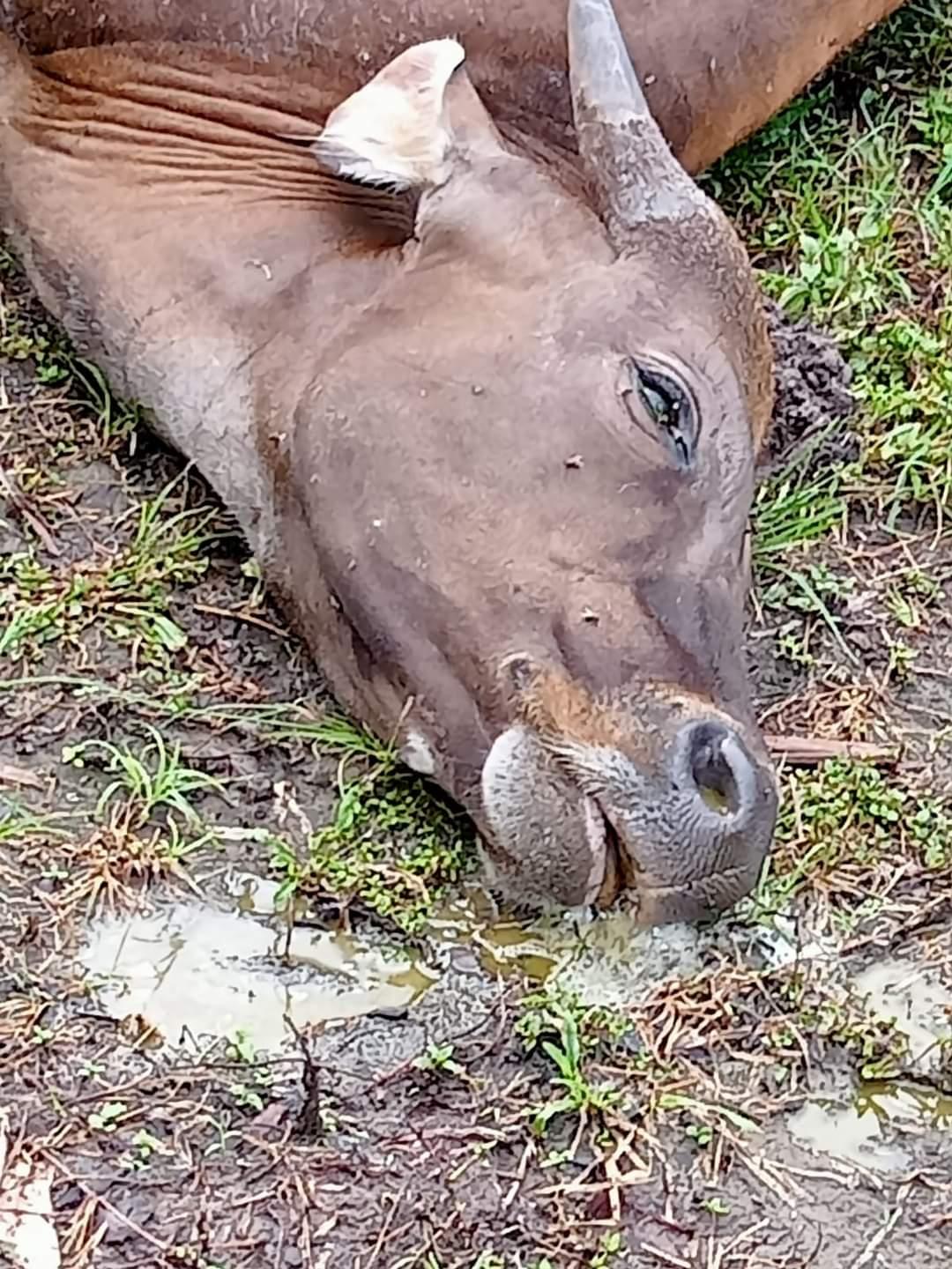 Polisi Dalami Kasus Sapi Diduga Diracun di Mamuju dan Daging Bangkainya Dijual ke Pasar