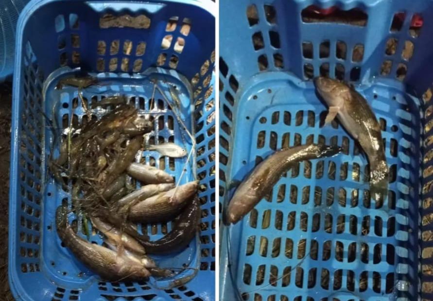Sejumlah-ikan-ditemukan-mati-di-Sungai-Desa-Barakkang.jpg