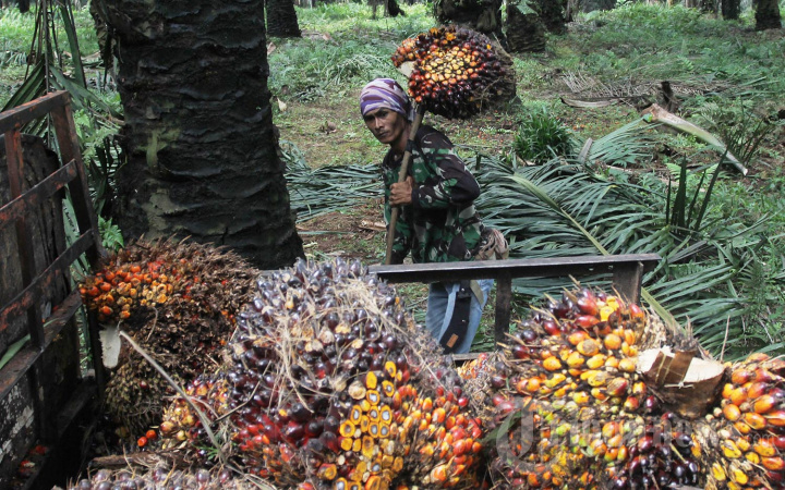 Harga Kelapa Sawit Turun Sebabkan Nilai Tukar Petani Ikut Turun