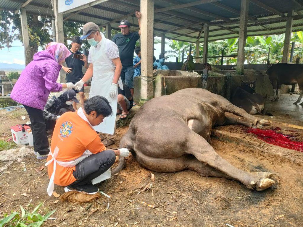Tim-kesehatan-hewan-menyelidiki-penyebab-kematian-secara-mendadak-sapi-kurban-Prabowo.jpg