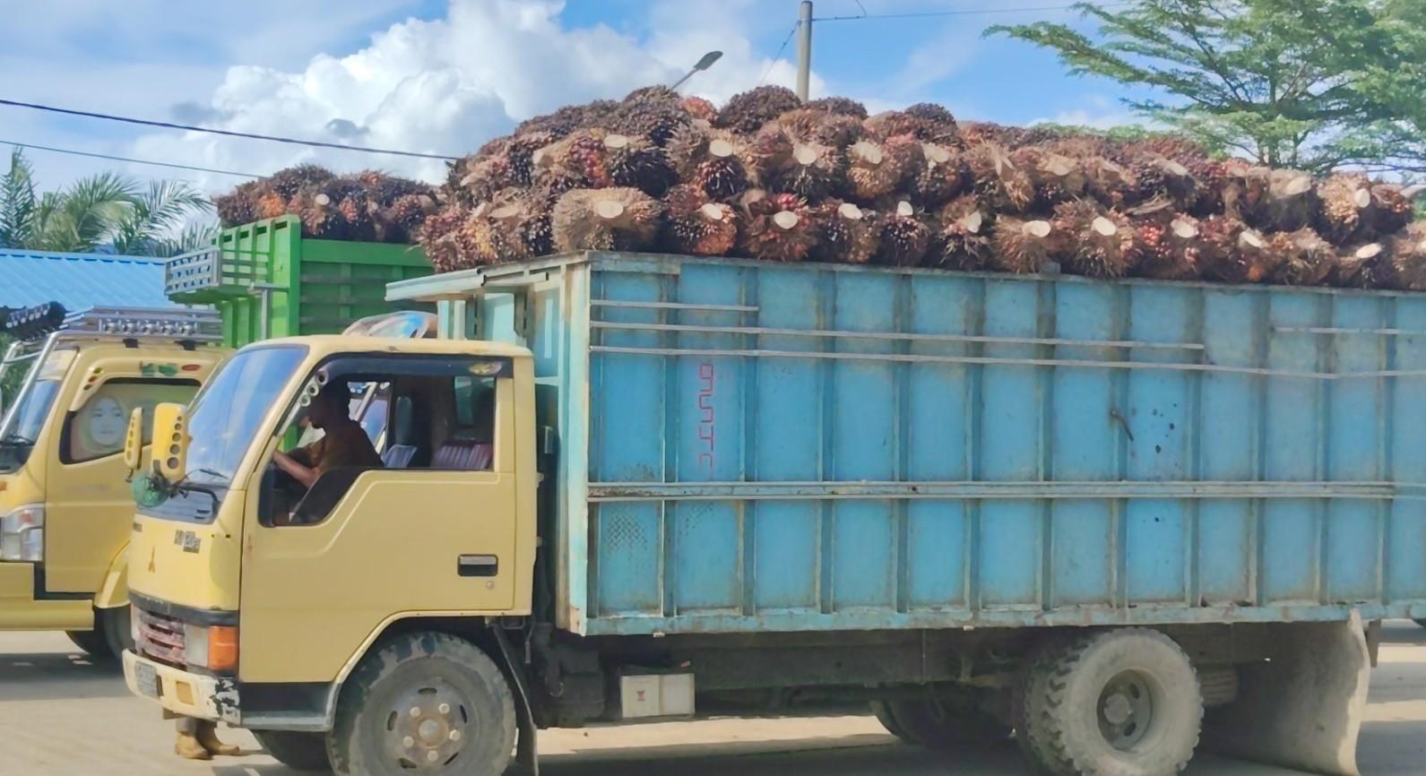 Truk-angkut-Sawit.jpg