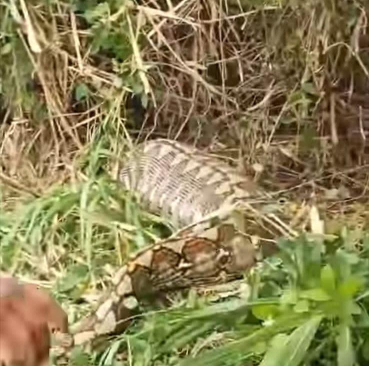 Ular-piton-8-meter-mangsa-sapi-warga-di-Dusun-Tonde-Desa-Sondoang-Kecamatan-Kalukku.jpg
