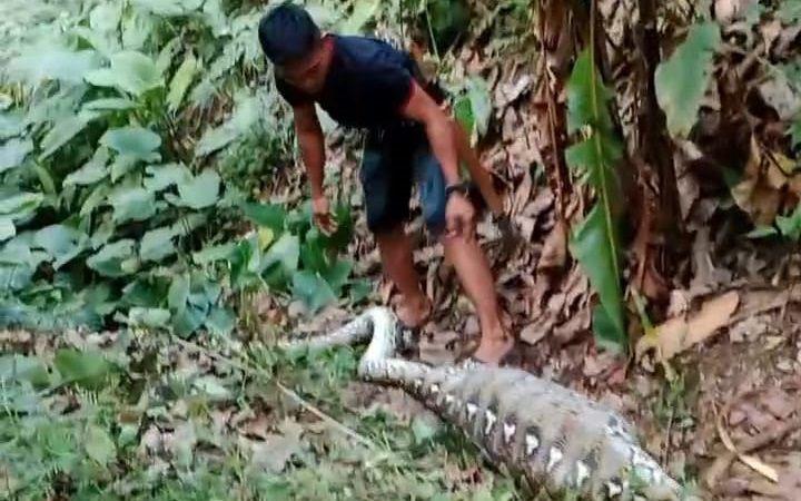 Ular-piton-sepanjang-6-meter-dibunuh-dan-perutnya-dibelah-usai-menelan-anak-sapi.jpg