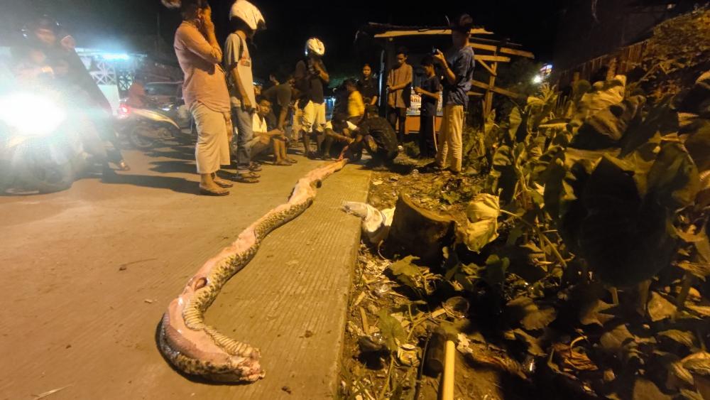 Ular-sanca-atau-ular-piton-Pythonidae-diambil-kulit-dan-empedunya-oleh-warga-Pasar-Baru.jpg