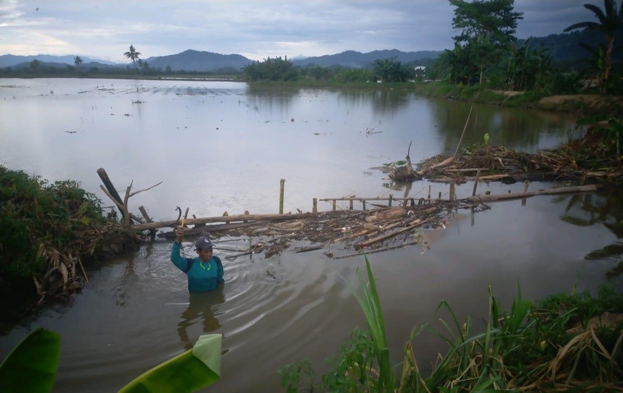 300 Hektar Sawah Tenggelam Imbas Tanggul Jebol di Matakali Polman