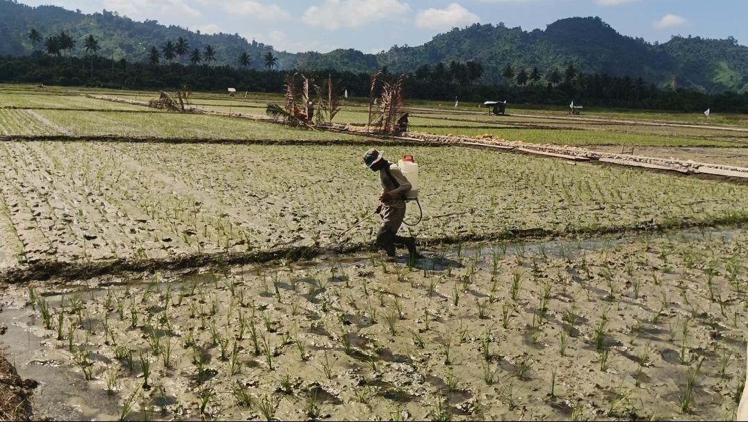 Petani Pasangkayu Segera Dapat  Bantuan Benih untuk 600 Hektar Padi dan 3.200 Hektar Jagung