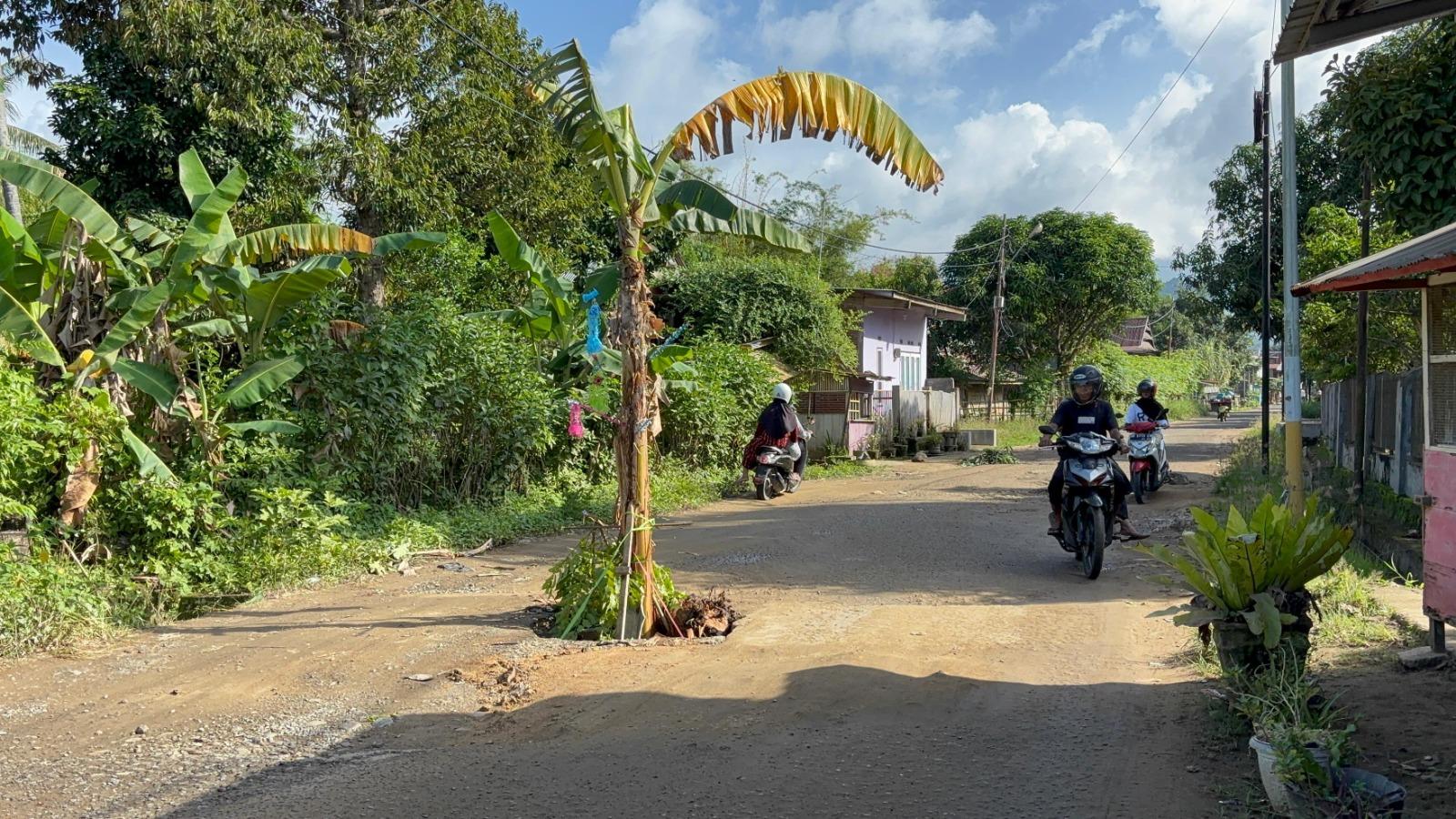 Protes Jalan Rusak, Warga Tanam Pohon Pisang di Tengah Jalan Lantora Polman