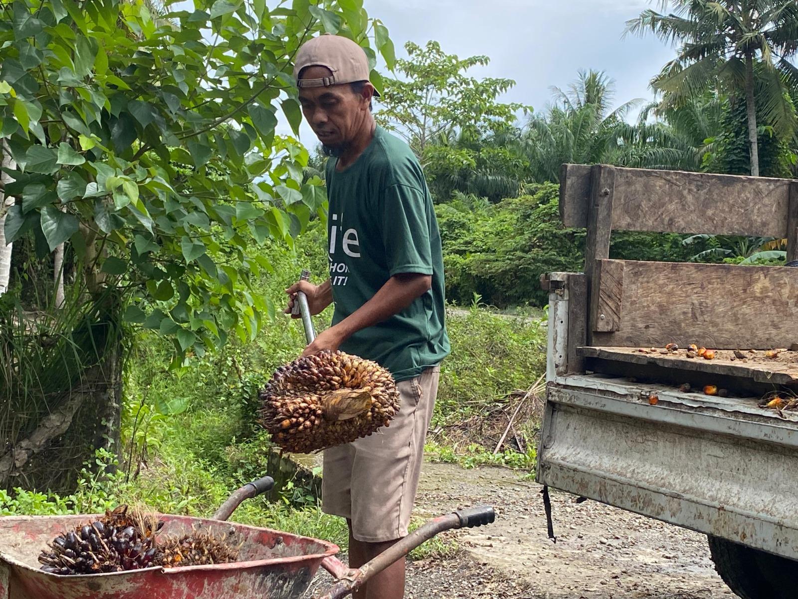 petani-sawit-pasangakyu.jpg