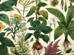 10-macam-tumbuhan-herbal-yang-sangat-bermanfaat-untuk-kesehatan.jpg