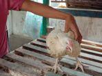 Ayam-potong-di-Pasar-Sentral-Majene-Sabtu-112022.jpg