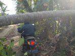 Batang-pohon-kelapa-yang-melintang-di-badan-jalan.jpg
