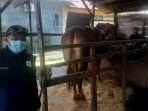 Dokter-hewan-di-Polman-melakukan-pemeriksaan-terhadap-sapi.jpg