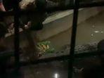 Kakek-elus-buaya.jpg