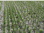 75 Hektar Sawah di Dusun Rawa Tanjung Desa Kuo Mamuju Tengah Terancam Gagal Panen