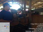 Penyuntikan-vaksi-Jembrana-untuk-jenis-sapi-Bali.jpg