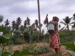 Petani-cabai-Nisa-saat-berada-dikebunnya-di-Sampoang-Kelurahan-Sinyonyoi.jpg