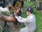 Petugas-Karantina-Pertanian-Mamuju-periksa-hewan-kurban-sapi-dan-kambing.jpg