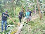 Petugas-saat-mendatangi-lokasi-kejadian-warga-tertimpa-pohon-kelapa-dan-tewas-di-Kelurahan-Manding.jpg