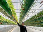 Pj-Gubernur-Sulbar-Akmal-Malik-mengunjungi-lokasi-smart-farming-strowberry-di-Korsel.jpg