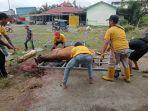 Proses-penyembelihan-hewan-qurban-Muhammadiyah-Pasangkayu.jpg
