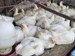 Puluhan-stok-ayam-potong-di-lapak-milik-Ilham-Jl-Tobara-Desa-Topoyo-Mamuju-Tengah.jpg