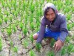 BREAKING NEWS: Petani Padi Mamuju Tengah Terancam Gagal Panen Akibat Kekeringan, Butuh Suplay Air
