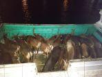 Sapi-kurban-yang-dikirim-ke-Kalimantan-melalui-Pelabuhan-Tanjung-Silopo.jpg