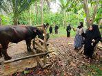 Sapi-menyeruduk-pria-lansia-hingga-tew.jpg