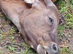 Sapi-warga-Desa-Kabuloang-Kecamatan-Kalukku-Mamuju-mati-diduga-karena-diracun.jpg