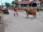 Seekor-sapi-kurban-Idul-Adha-berontak-saat-hendak-disembelih-di-Wonomulyo.jpg