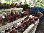 Seorang-karyawan-ternak-ayam-petelur-di-Campalagian-sedang-mengumpulkan-telur-di-kandang.jpg