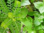 Tumbuhan-liar-ketumpang-air-Peperomia-pellucida-dan-meniran-yang-sangat-bermanfaat-untuk-tubuh.jpg